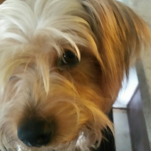 Meet your Posher, Lolly - Picture 1 of 2